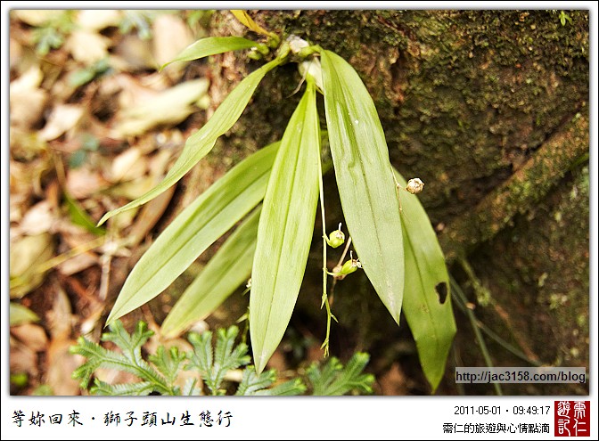 37.兰科羊耳兰属,虎头石,感谢行者大哥告知.