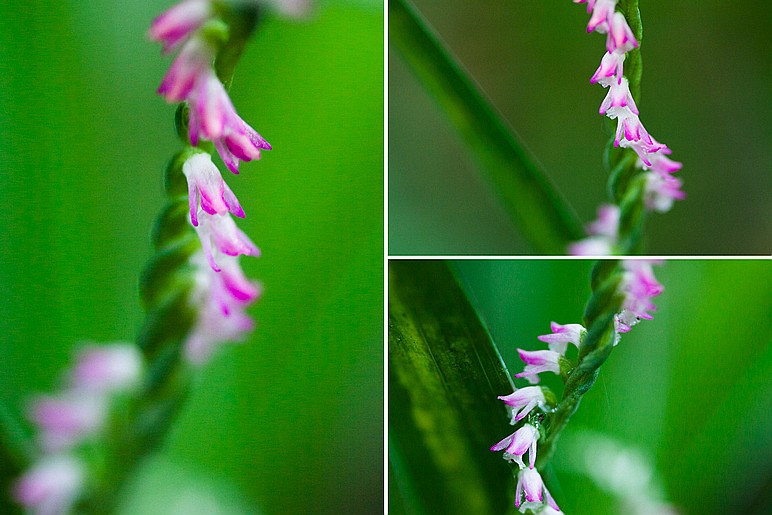 小小的兰花草.绶草