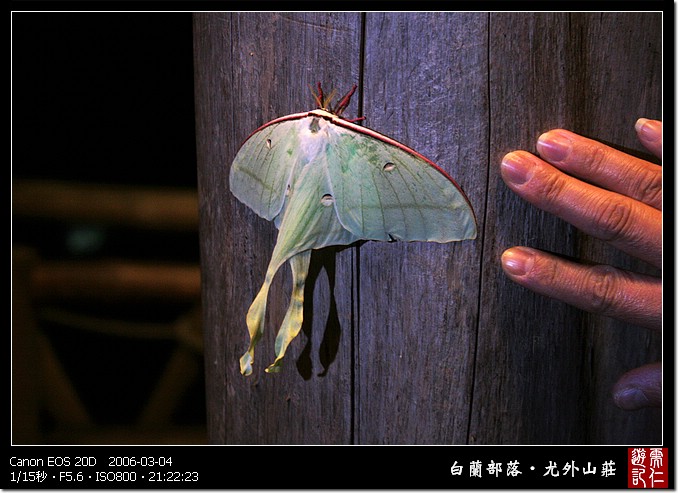 长尾水青蛾,鳞翅目天蚕蛾科,翅展可达11-13公分的大型蛾类.